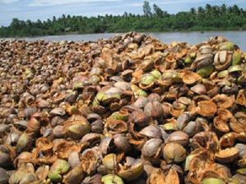 Vỏ dừa - Công Ty TNHH Cocogreen